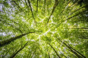 A picture of many trees panning upwards towards the sky--Eco-Healthy